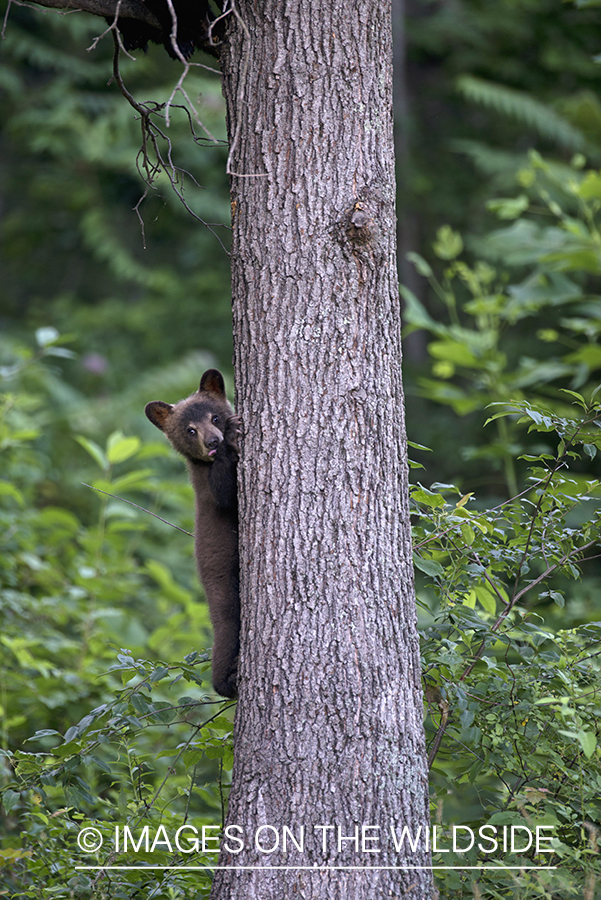 Black Bear cub climbing tree.