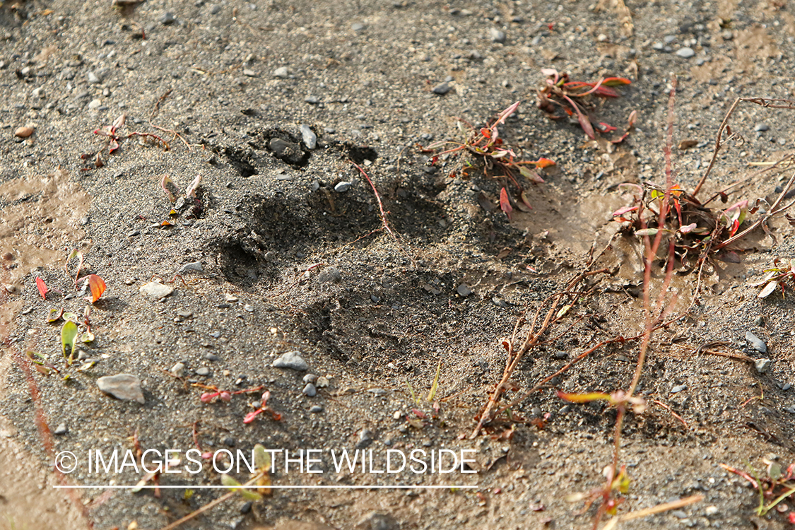 Brown Bear paw print.