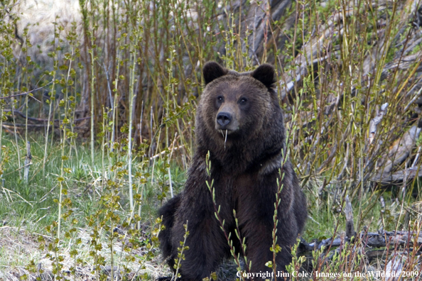 Grizzly bear in habitat