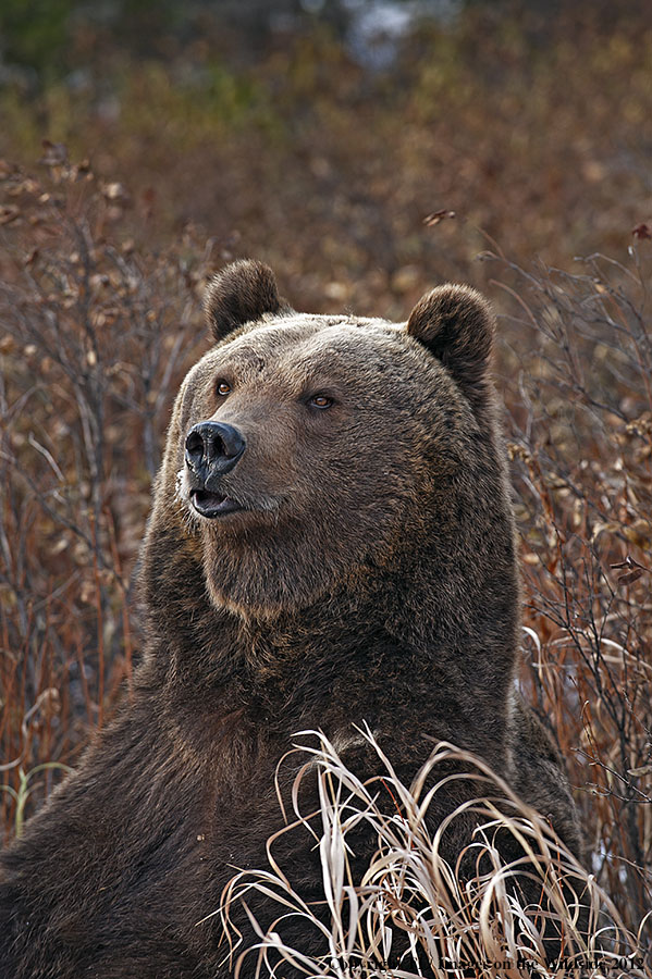 Grizzly Bear in habitat.