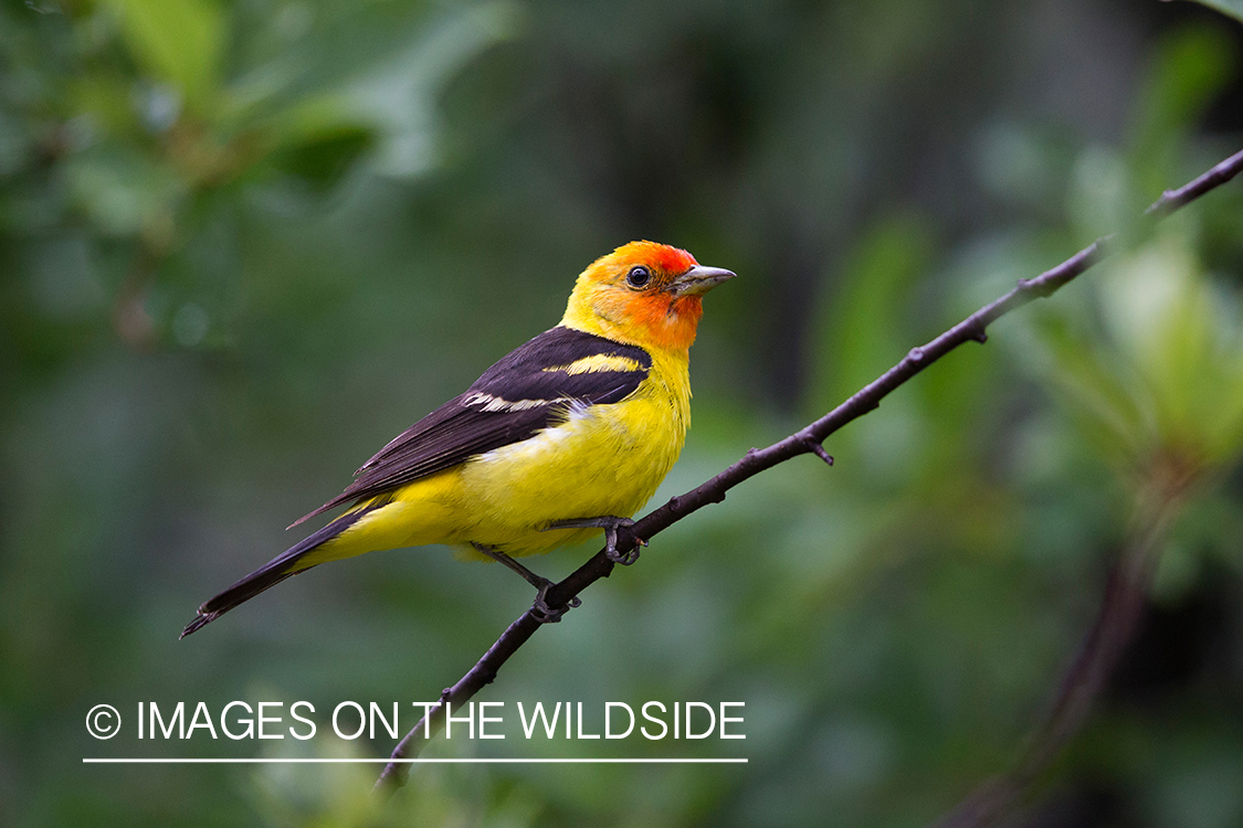 Western tanager in habitat.