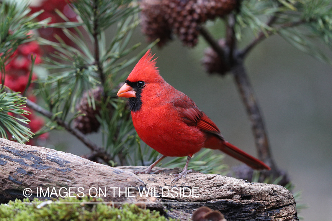 Northern Cardinal on branch.