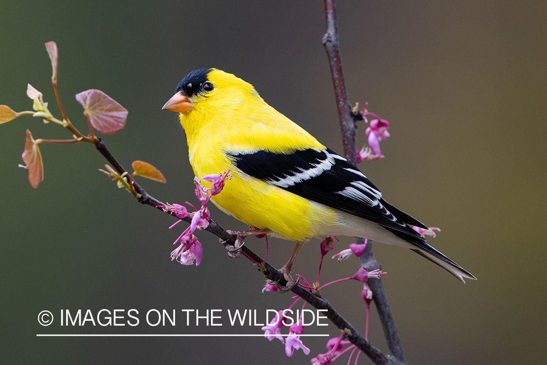 Gold Finch on branch.