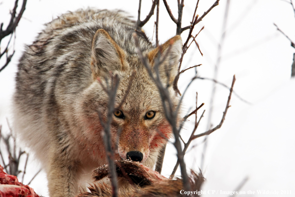 Coyote feeding on kill. 