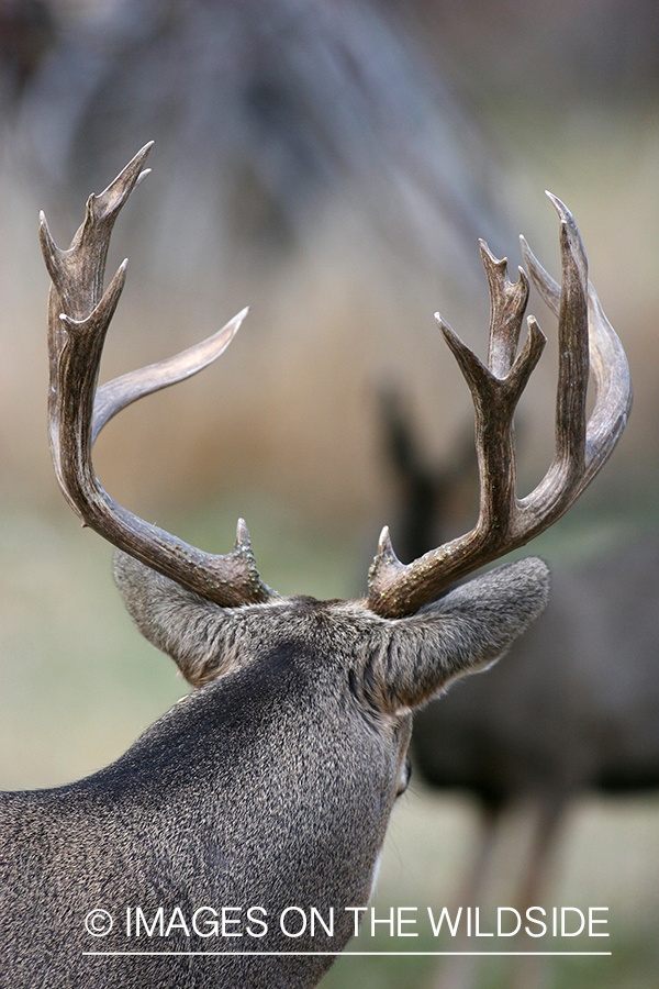 Mule deer buck in habitat. 