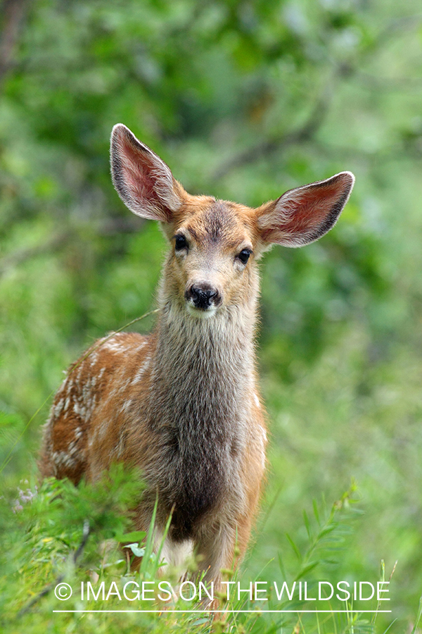 Mule deer fawn in habitat. 