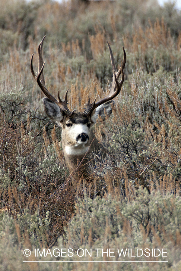 Mule deer buck in habitat