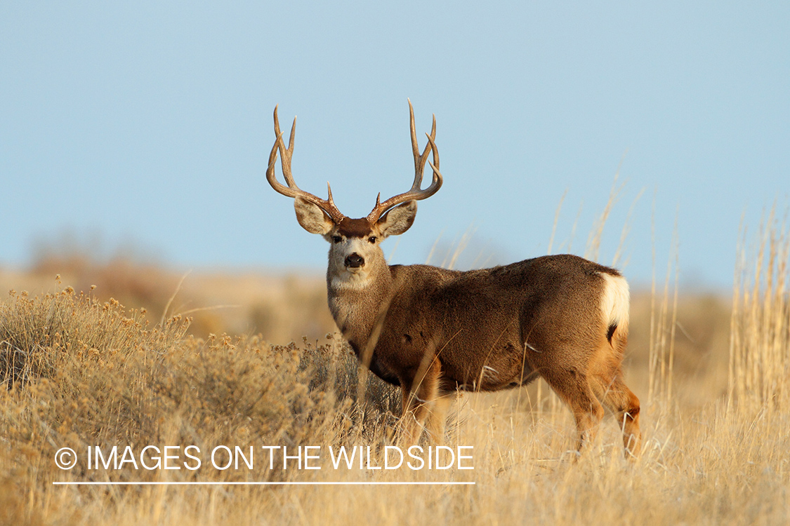 Mule Deer buck in habitat.