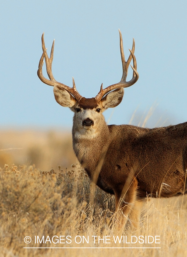 Mule deer buck in habitat.