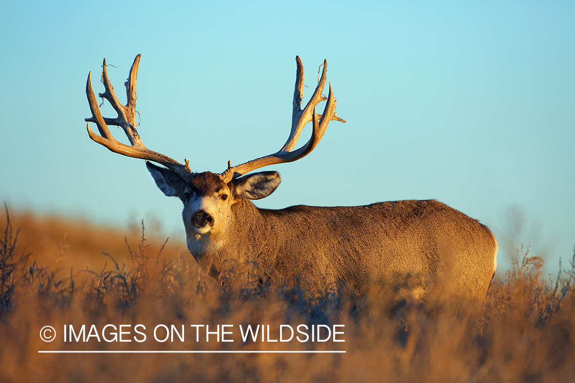 Mule deer buck in field.