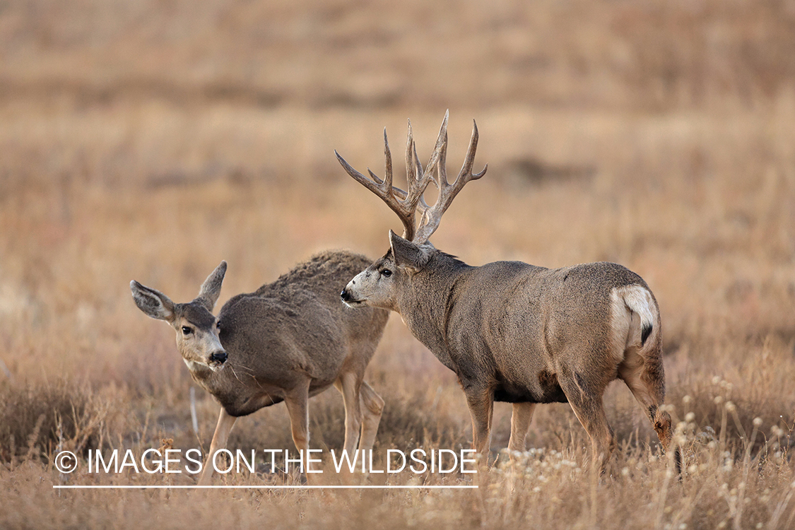 Mule deer buck in rut with doe.