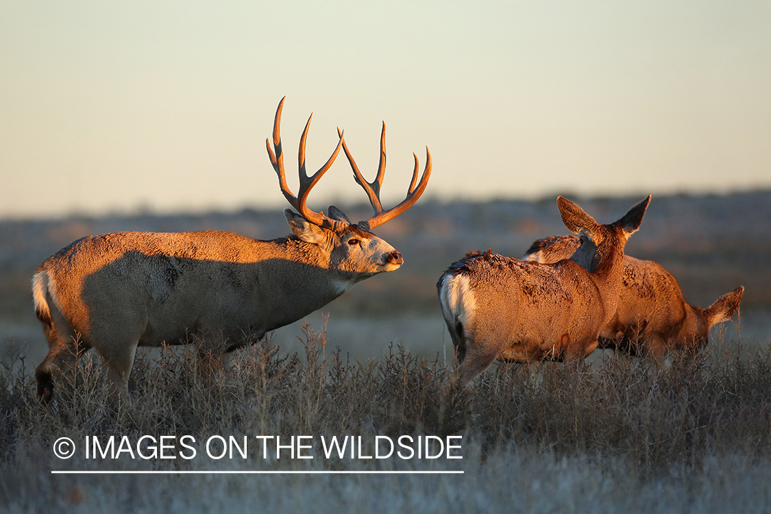 Mule buck approaching does.