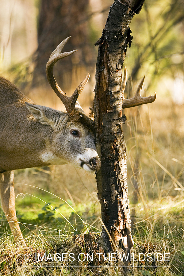 White-tailed deer in habitat