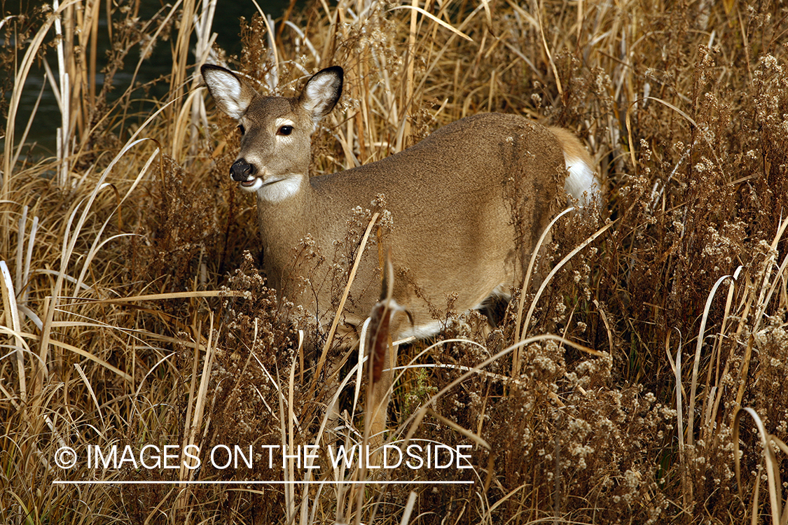 Whitetail Doe