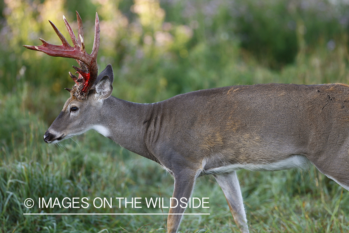 Whitetail buck shedding velvet