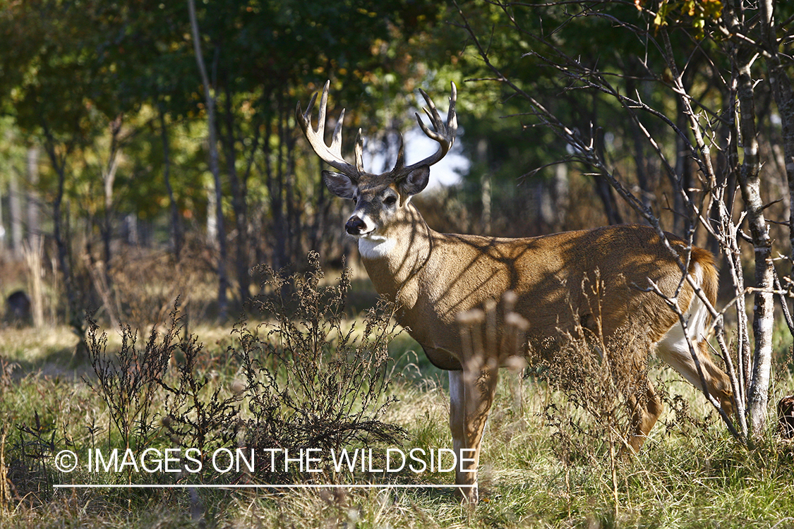 Whitetail buck in habitat