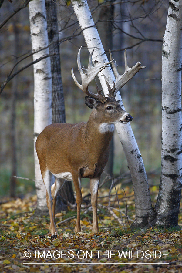 Whitetail buck in habitat