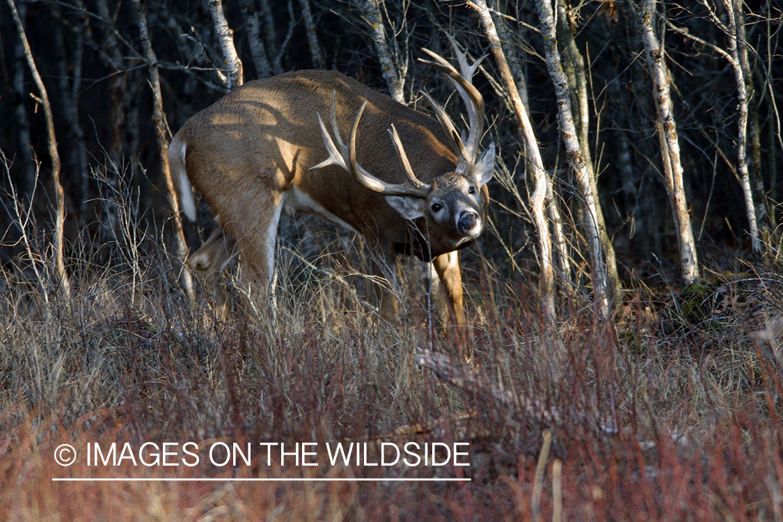 Whitetail buck rubbing antlers on tree.