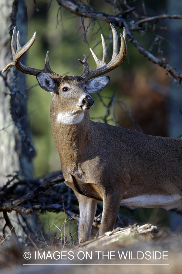 Whitetail buck in habitat.