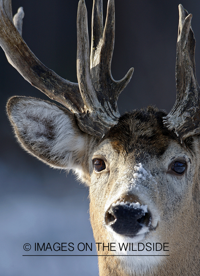 White-tailed buck in habitat.