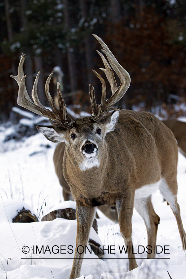 White-tailed buck in habitat.