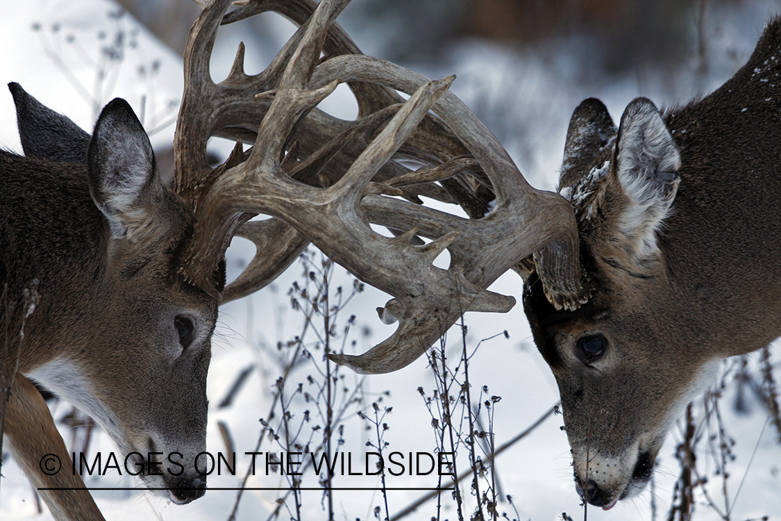 White-tailed buck in habitat.