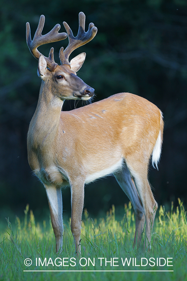 Whie-tailed deer apple creek