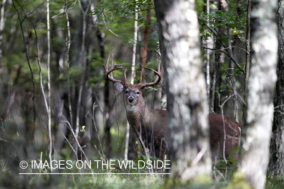 White-tailed buck in habitat