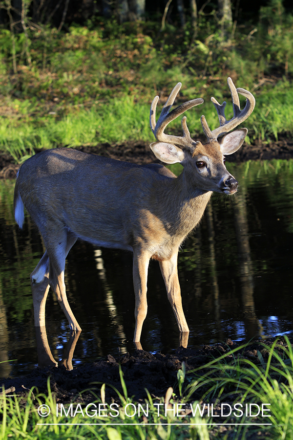 White-tailed buck in velvet 