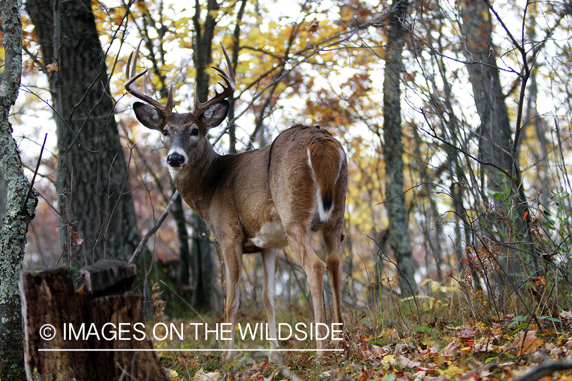 White-tailed buck in habitat. *