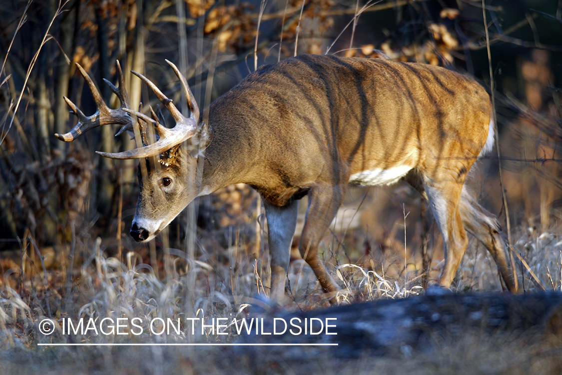 White-tailed buck in habitat. *