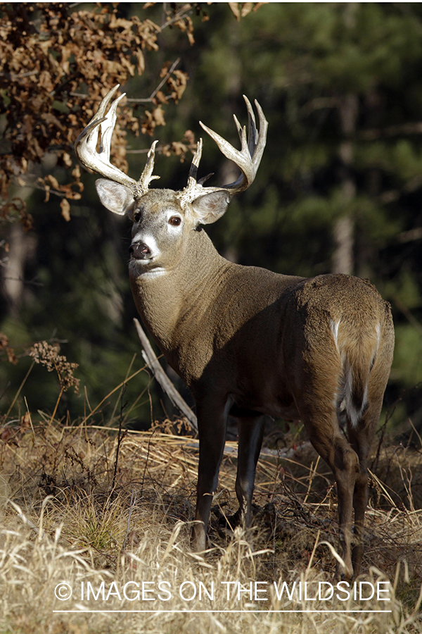 White-tailed buck in habitat. *