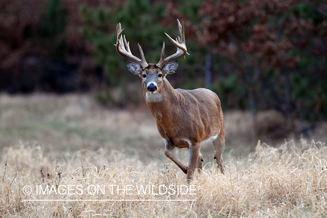 White-tailed buck in habitat. 