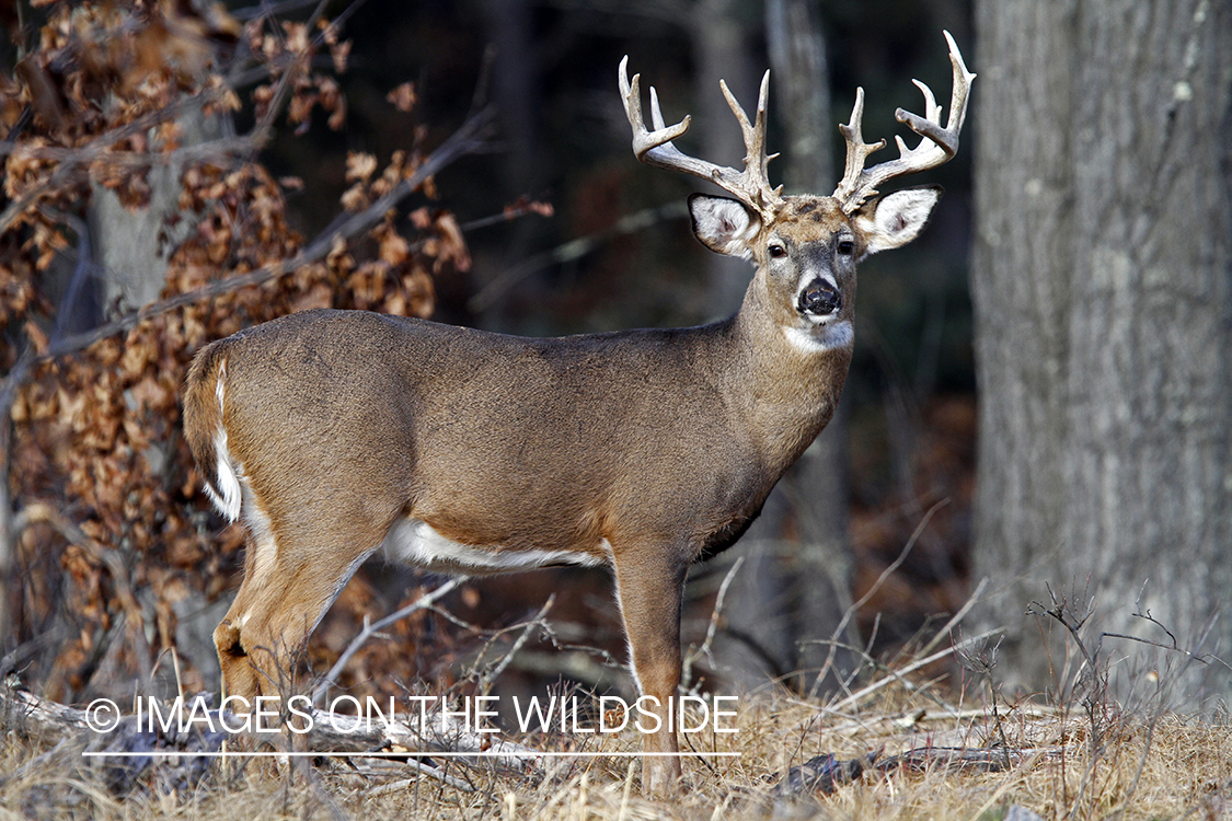 White-tailed buck in habitat. *