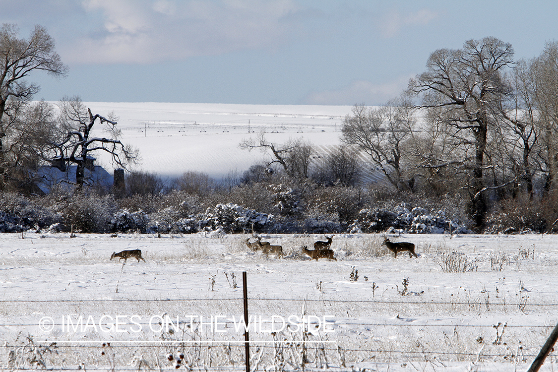 White-tailed deer in field. 