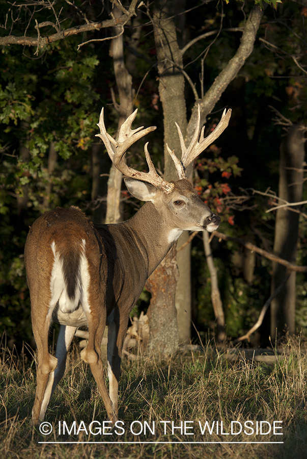 White-tailed buck in habitat. 