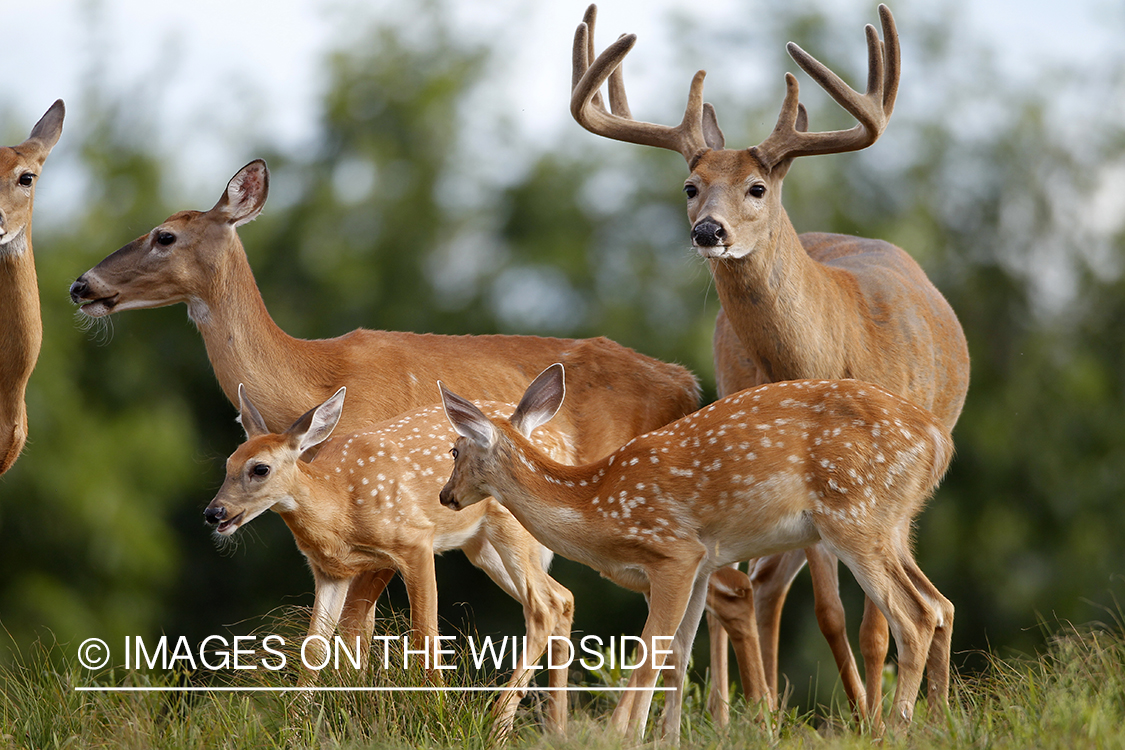 White-tailed buck and doe with fawns. 