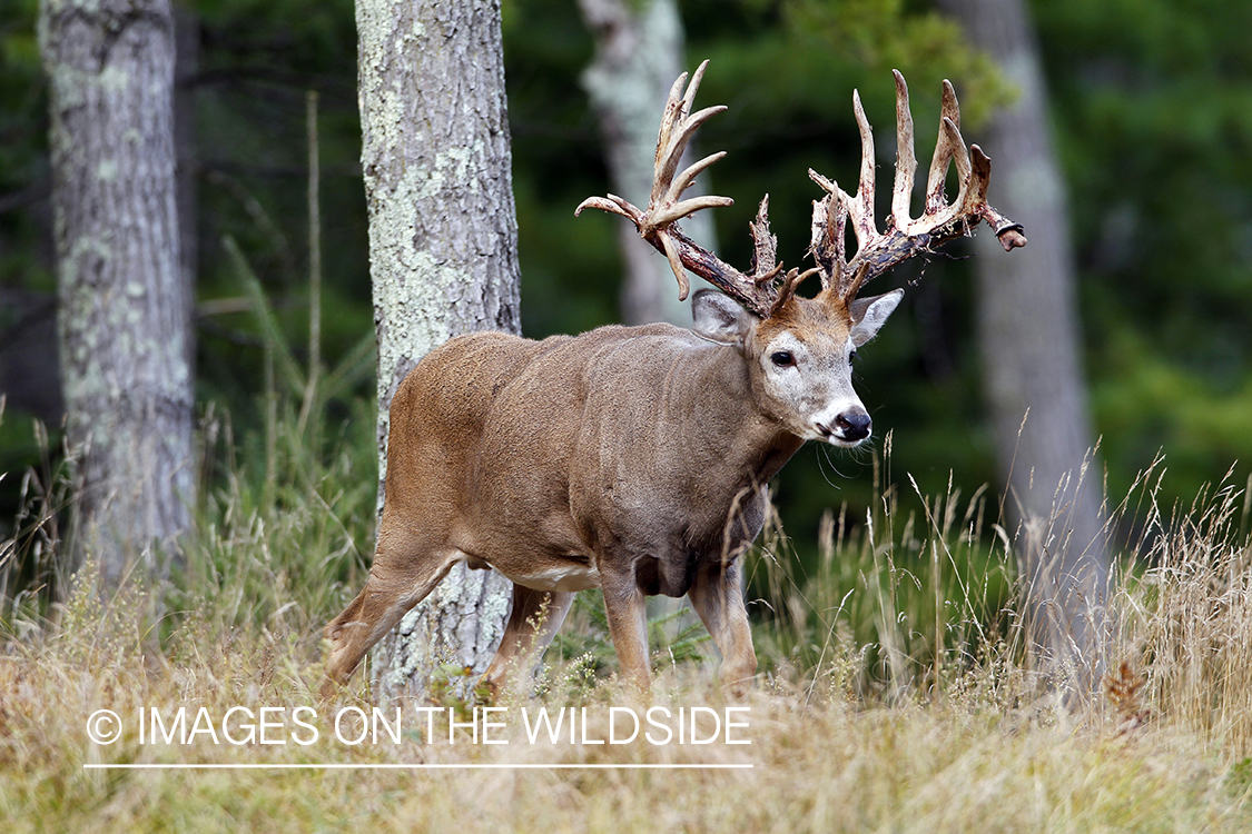 White-tailed buck shedding velvet.  