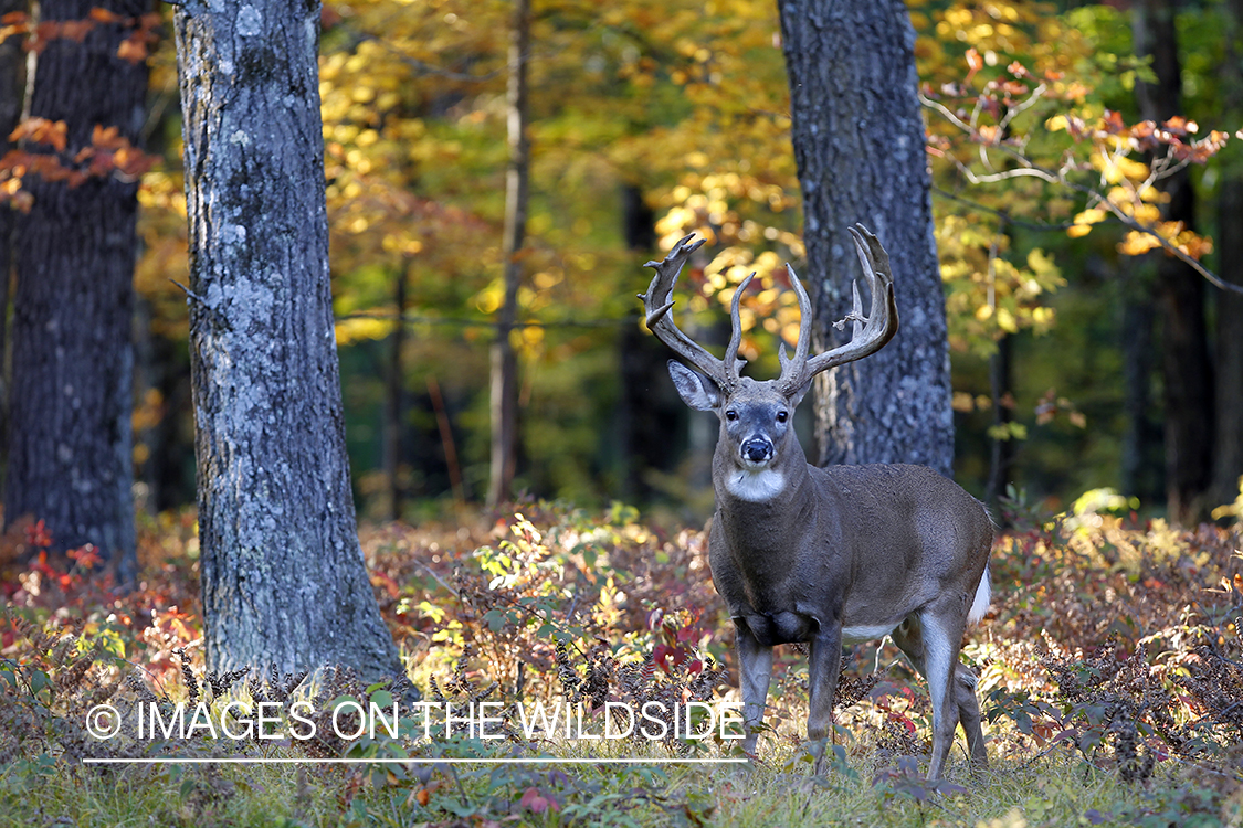 White-tailed buck in habitat. 