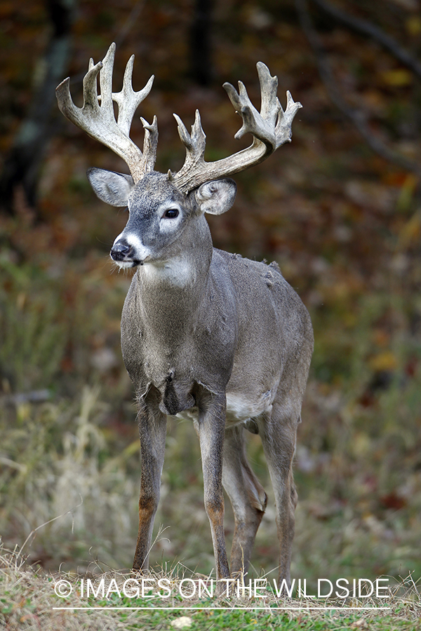 White-tailed buck in habitat. 