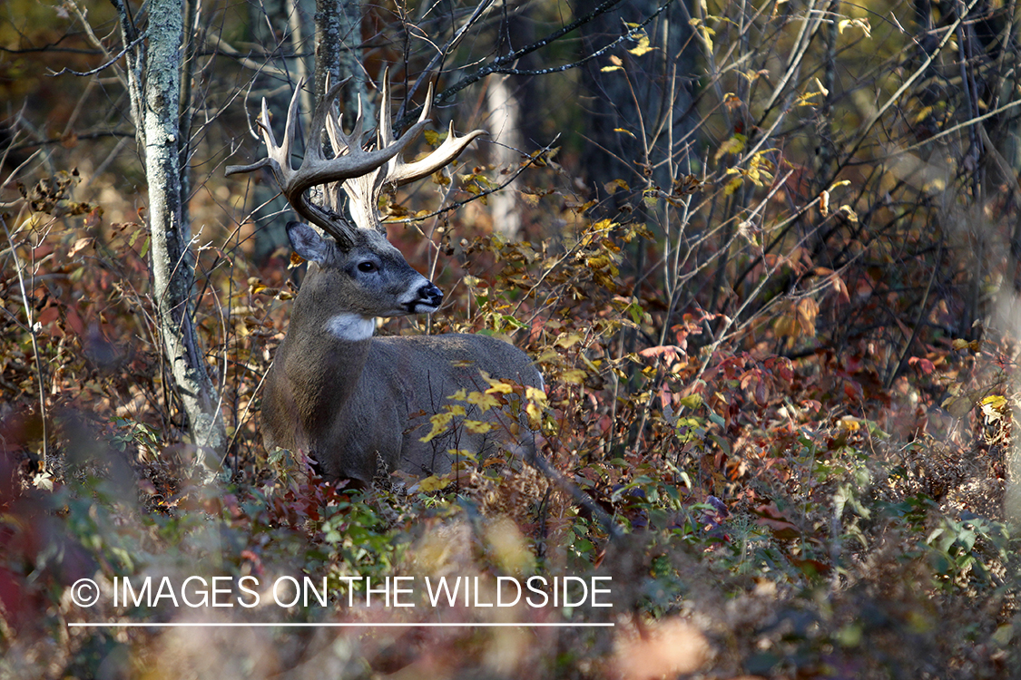 White-tailed buck in habitat. 