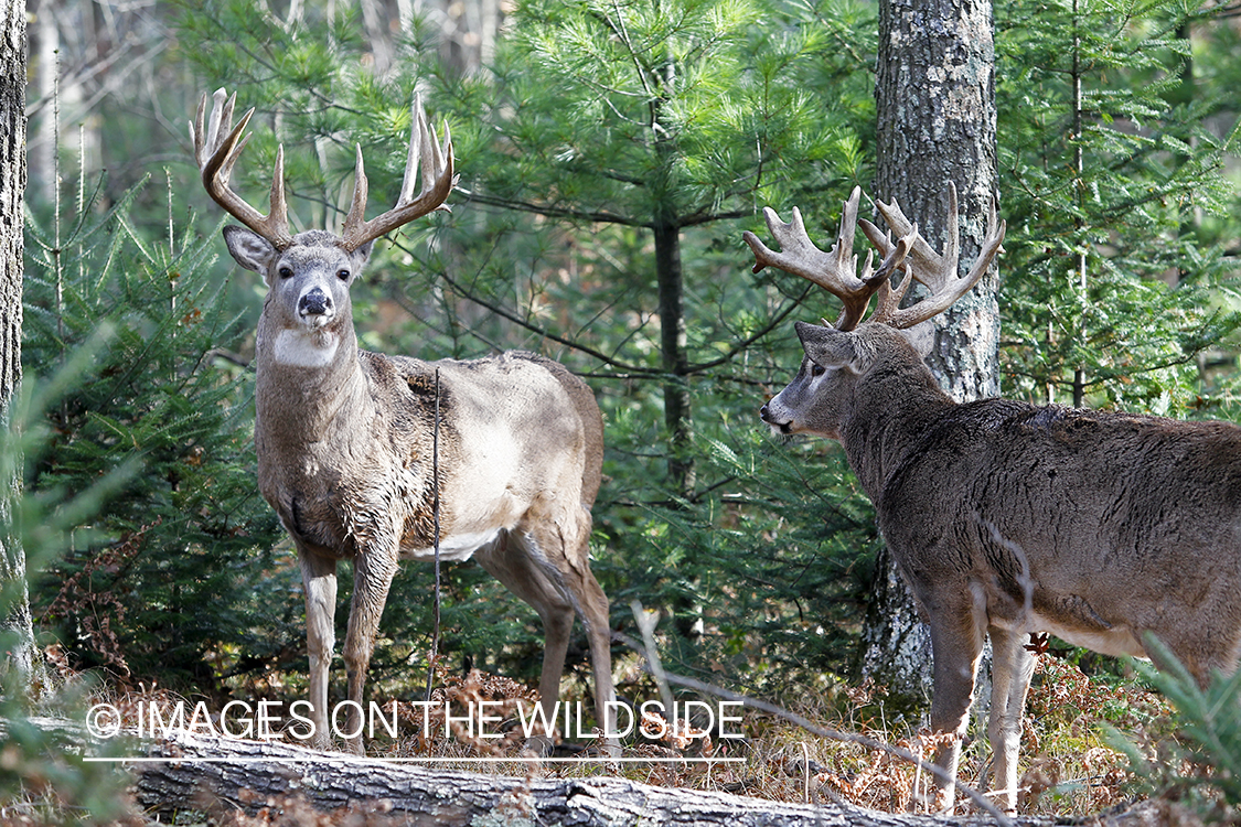 White-tailed bucks in habitat.  