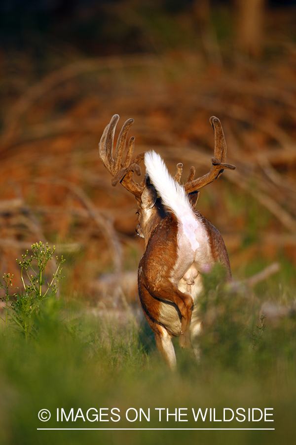 White-tailed buck in velvet running.