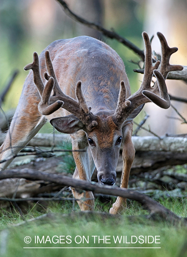 White-tailed buck in velvet. (Original Image # 00271-063.57D)