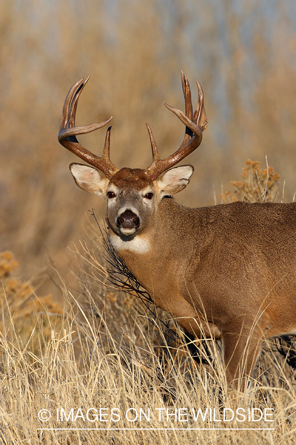 White-tailed buck in habitat.