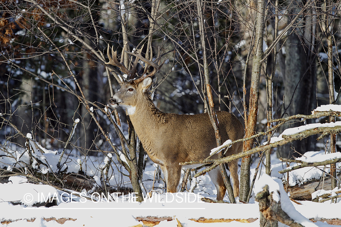 White-tailed buck in winter habitat.