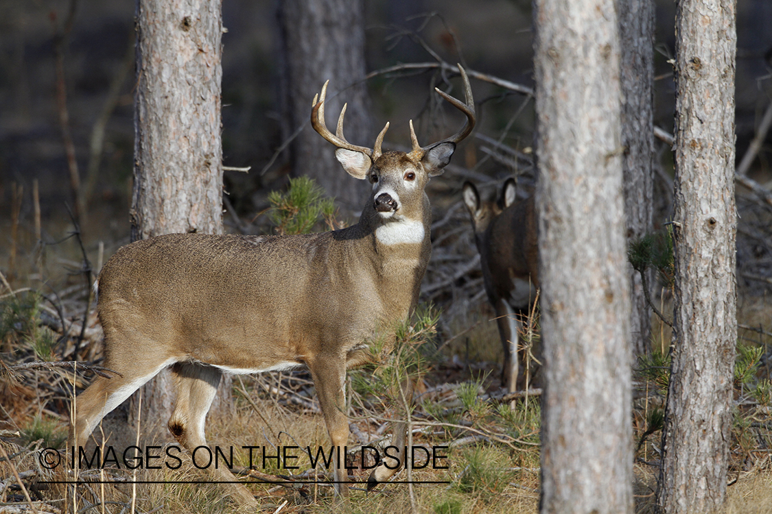 White-tailed buck in habitat.