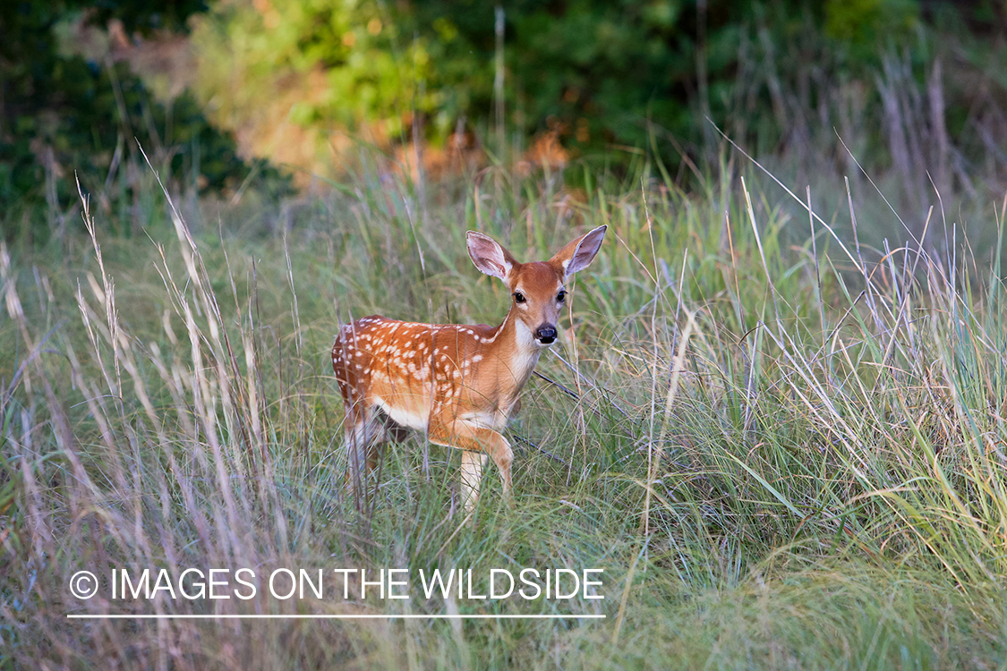 White-tailed fawn in habitat.