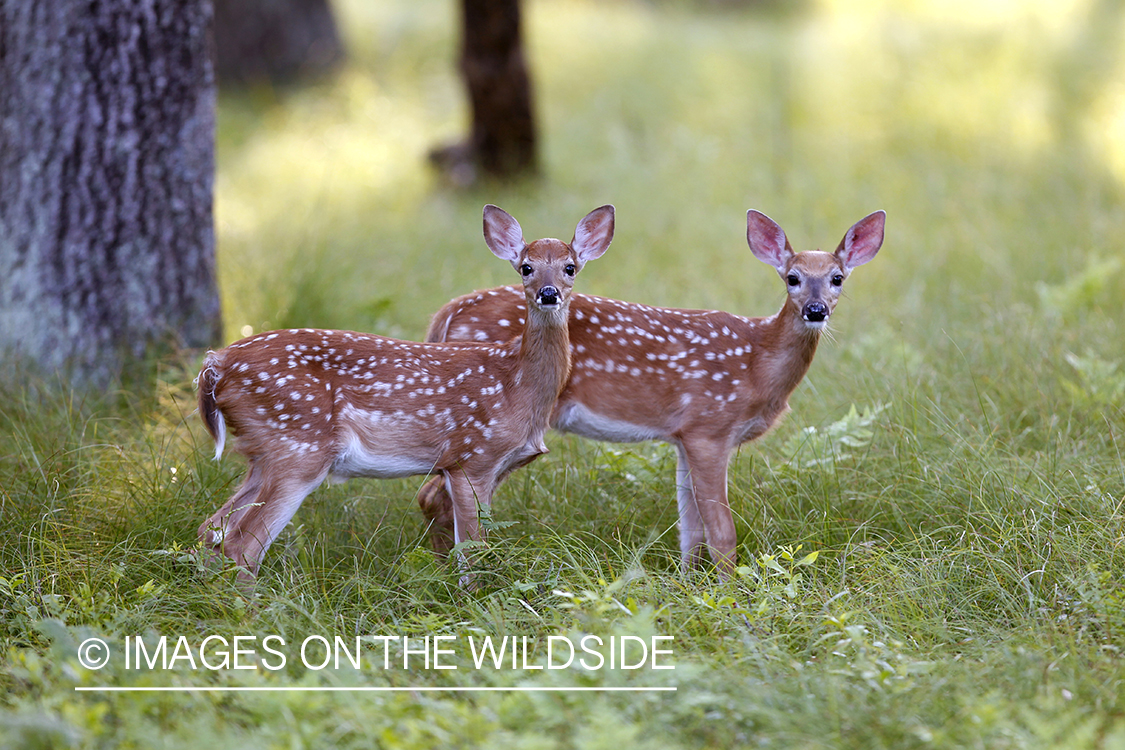 White-tailed fawns in habitat.