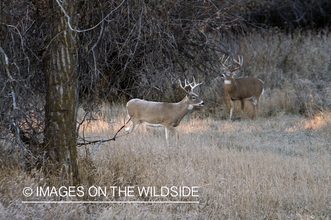 View of white-tailed deer in habitat from tree stand.